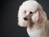 Fluffy white poodle