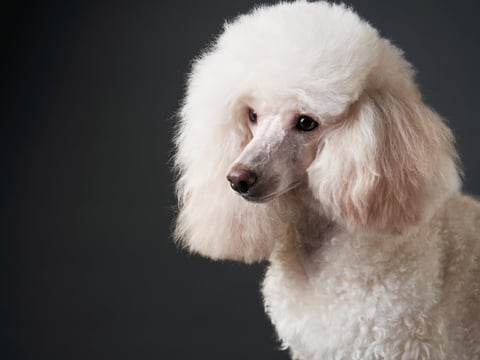 Fresh fluffy white poodle after grooming, beautiful pet portrait