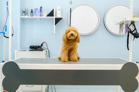 An adorable Poodle dog being groomed at a pet grooming salon