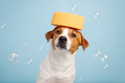 Funny Jack Russell terrier dog with a sponge on its head on blue background with many soap bubbles