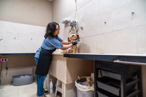 Professional groomer washing a dog in a grooming salon bath